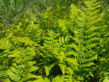 Polystichum setiferum - Weicher Schildfarn